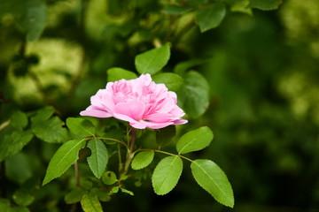 pink flower in the garden