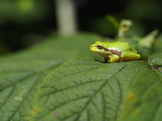 Europäischer Laubfrosch, Hyla arborea, Laubfrosch