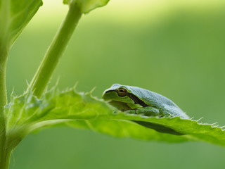 Europäischer Laubfrosch, Hyla arborea, Laubfrosch