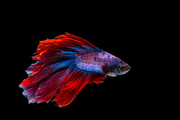 Obraz na płótnie Canvas Red and blue betta fish, siamese fighting fish on black background