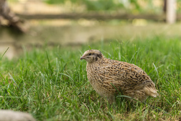 Wachtel im Gras