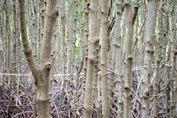 Mangrove forest in  Thailand, Roots of mangrove forest tree