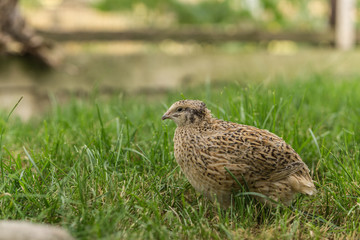 Wachtel im Gras