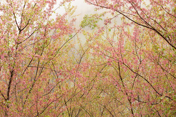 flowering cherry grove in winter