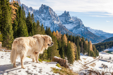 mountain rescue dog