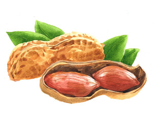 Watercolor peanut nut food isolated on a white background illustration.