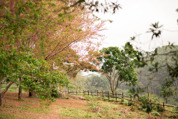 Wooden fence on a farm with trees