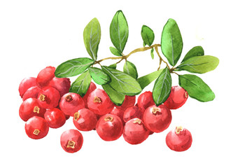 Watercolor cranberry food isolated on a white background illustration.