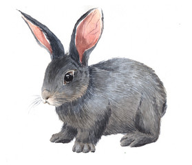 Watercolor single rabbit animal isolated on a white background illustration.