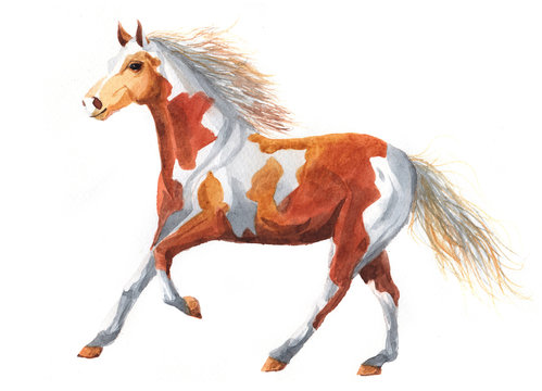Watercolor single horse animal isolated on a white background illustration.