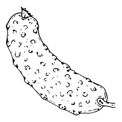 Cucumber. Fresh cucumber with tops. Cucumber with pimples. Vector illustration. Simple hand drawn icon.