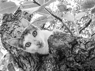Cute playful newly adopted stray calico or tricolor female kitten on a pear tree in the Bulgarian village of Debnevo, black and white photography