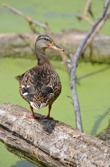 Canard colvert (Anas platyrhynchos)