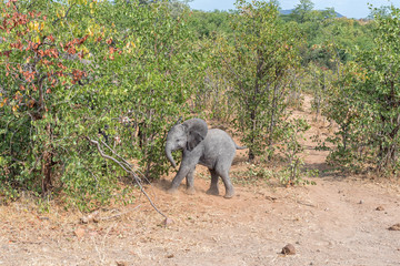 African elephant calf against a mopani bush backdrop