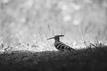 Hoopoe on the ground black and white photo © Marc Andreu