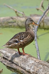 Canard colvert (Anas platyrhynchos)