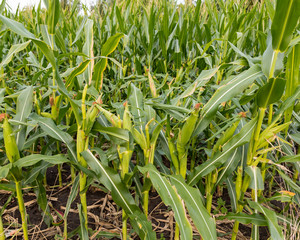 Corn field damage from deer eating stalk and leafs down to ear