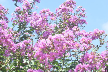 Fototapeta premium lilac flowers on a background