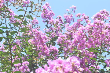Obraz na płótnie Canvas flowers on a background of blue sky