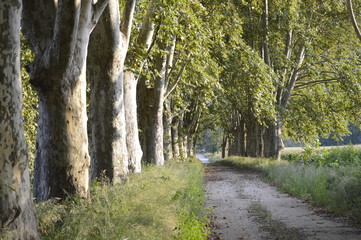 Autunno, viale alberato