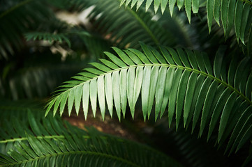 Cycad branch