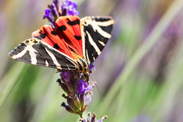 Jerse Tiger butterfly (Euplagia quadripunctari) perches on a lavender flower in summer garden