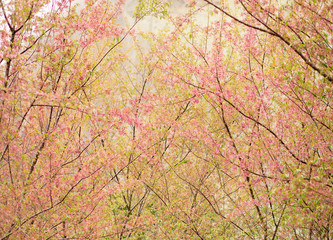Obraz na płótnie Canvas flowering cherry grove in winter