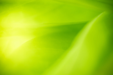 Nature of green leaf in garden at summer. Natural green leaves plants using as spring background cover page greenery environment ecology wallpaper