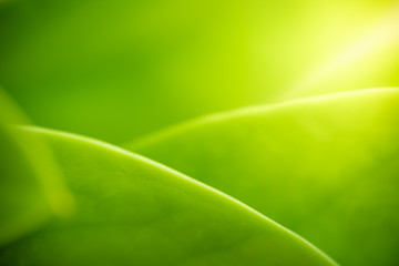 Nature of green leaf in garden at summer. Natural green leaves plants using as spring background...