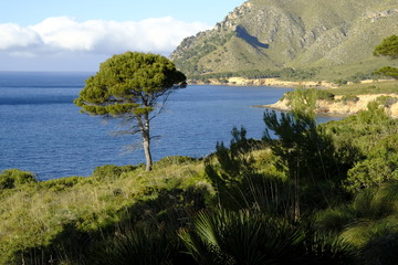 Fototapeta na wymiar Landschaft und Steilküste bei Betlem auf der Halbinsel Llevant im Naturpark Llevant, Mallorca, Balearen, Spanien