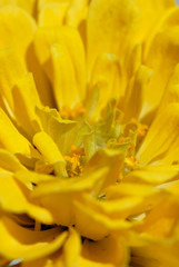 Obraz premium Yellow zinnia blooms in the summer garden closeup. Shallow depth of field