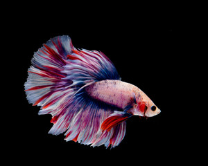 Multi-color betta fish, siamese fighting fish on black background