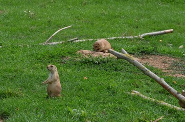  Chiens de prairie (Cynomys)