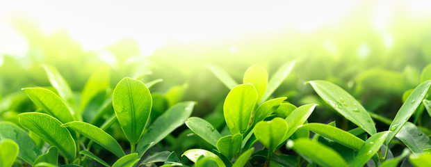 Green leaf on blurred greenery background. Beautiful leaf texture in nature. Natural background. close-up of macro with free space for text.