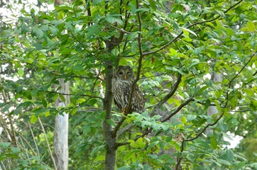 Chouette de l'Oural (Strix uralensis)
