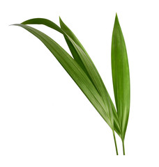 Beautiful fresh green palm leaves isolated on white