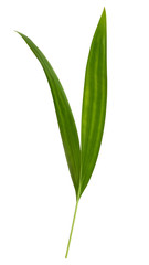 Fototapeta premium Beautiful fresh green palm leaves isolated on white