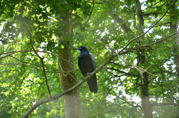 Grand Corbeau (Corvus corax)