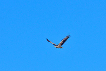Seeadler im Flug