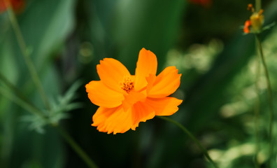 flower in garden