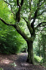 A photograph of a large oak tree in old British woodland, lots of green foliage.