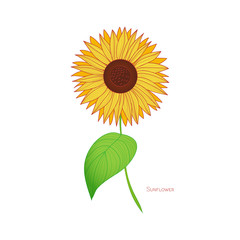 Hand-drawn sunflower. Isolated illustration on white background. Autumn vector