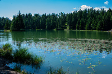 Lake Tree Tirolo