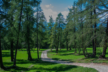 Road in the woods