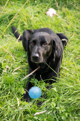 Black labrador in tall grass with ball 3