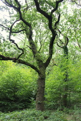 Fototapeta na wymiar A photograph of a large oak tree in old British woodland, lots of green foliage.
