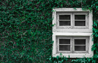 Green ivy covering building wall, White window covered with green ivy