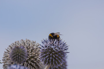 Hummel bei der Nektar ernte © hopfi23