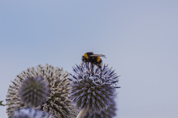 Hummel bei der Nektar ernte