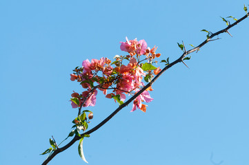 Flores